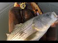 Striper Fishing off Corsons Inlet New Jersey by Kayak December 6 2015