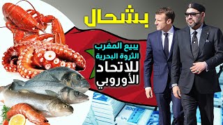 ثمن بيع الثروة السمكية لاوروبا حسب اتفاقية الصيد البحري، اخنوش، طائرة الحسن، محمد السادس، #كفاح