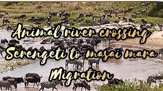 Maasaimara kenya part 2 | Wildebeest&Zebra Migration 2021| Serengeti Tanzania to masai mara kenya.