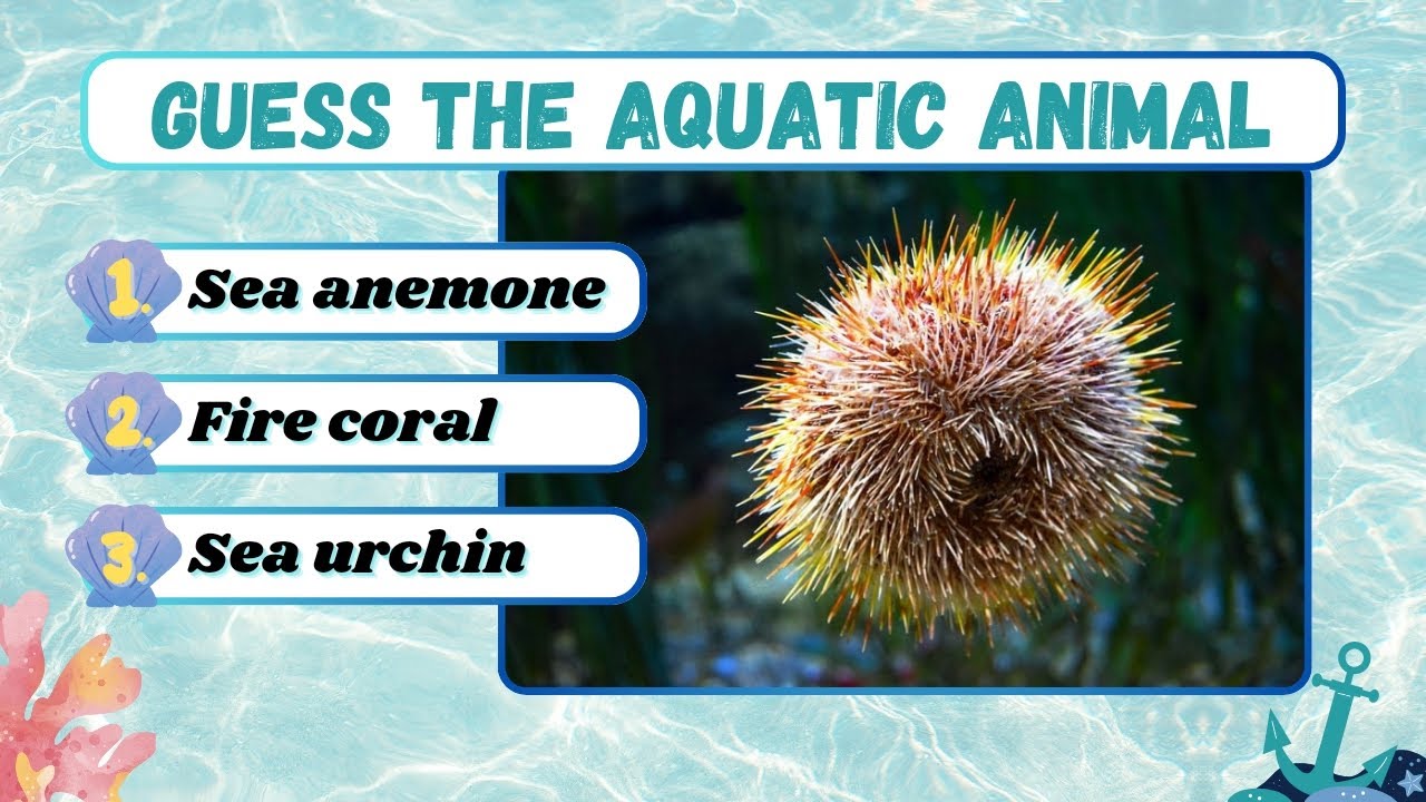 Guess The Aquatic Animal 🐟 QUIZ VIDEO YouTube