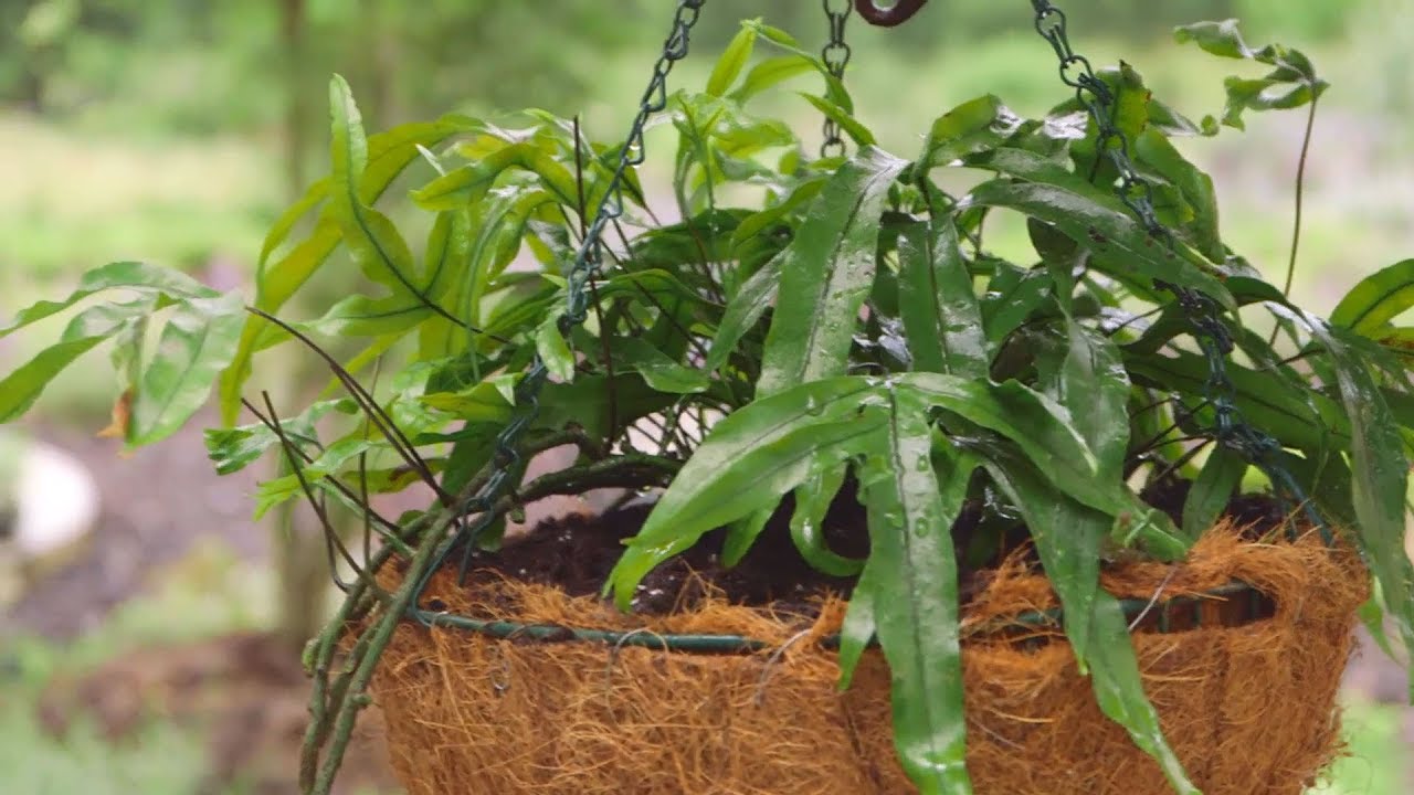 Plantación de helechos en cestos colgantes - Bricomanía - 