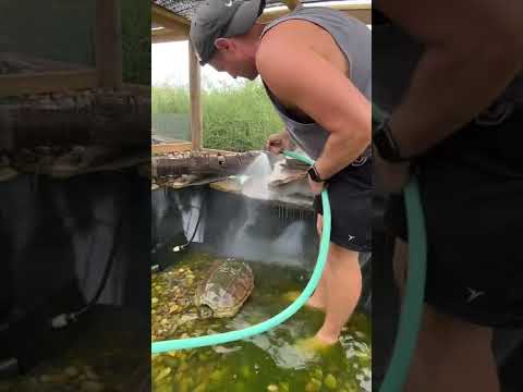 Video: Outdoor Turtle Pool Setup