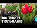 Тут такий аромат Подружжя з Кіровоградщини виростило 100 тисяч тюльпанів Тут такий аромат Подружжя з Кіровоградщини виростило 100 тисяч тюльпанів