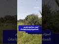 أسراب الجراد تهاجم المحاصيل الزراعية والواحات بإقليم الراشيدية
