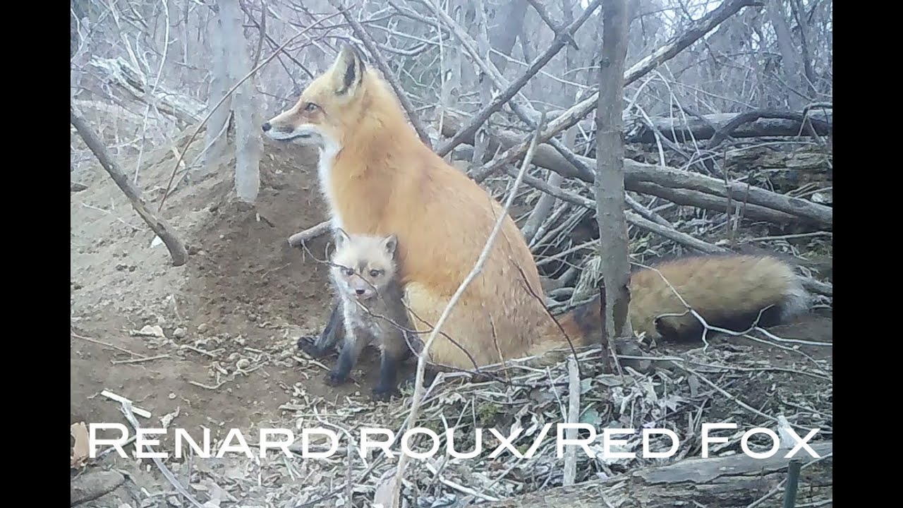 La vie de famille du renard roux/The family life of the Red Fox (Épisode 13)