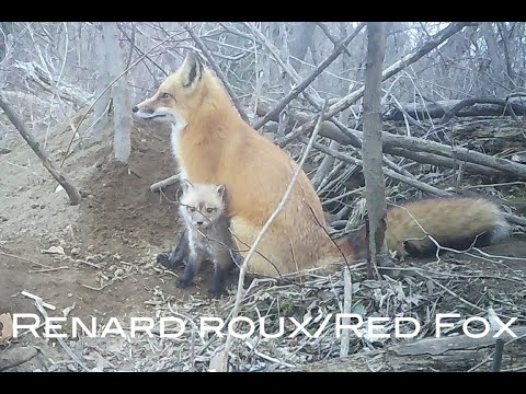 La vie de famille du renard roux/The family life of the Red Fox (Épisode 13)