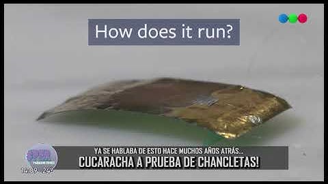 INCREÍBLE: Un robot-cucaracha que no se puede aplastar!