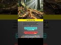 🌳 पेड़ों का सीक्रेट नेटवर्क #naturefacts #didyouknow #shorts