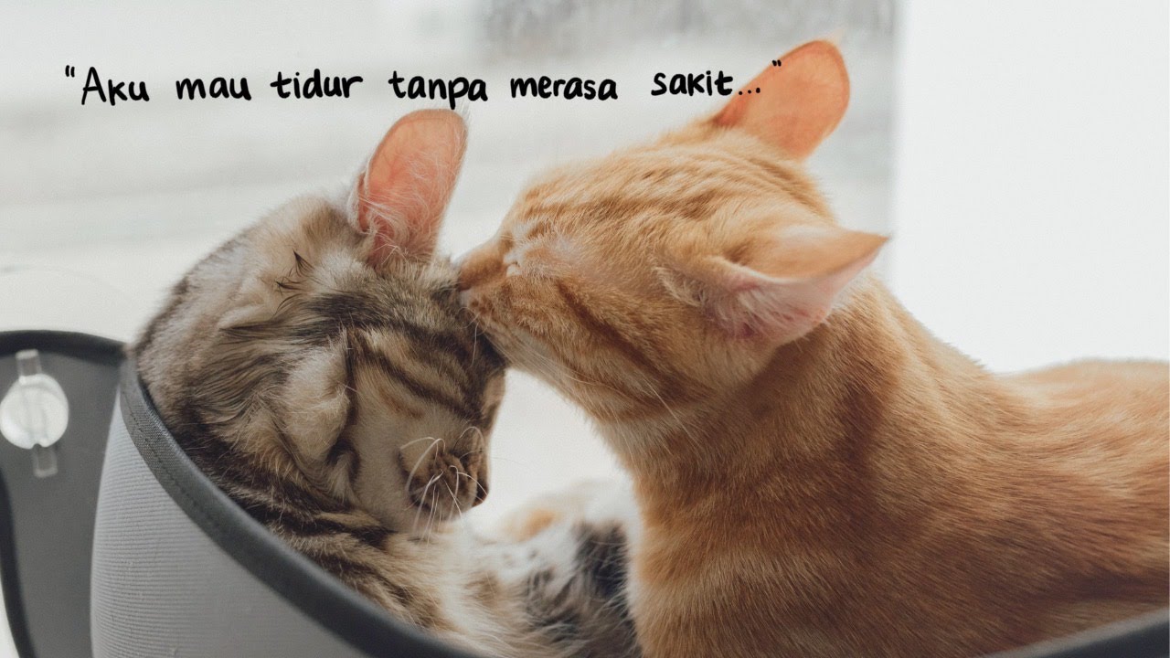 PakSu Menemani Istri yang Sakit | Reverse Comfort | ASMR Roleplay Wife Girlfriend Indonesia