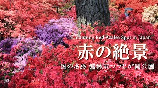 【絶景】館林市つつじが岡公園/関東を代表するツツジ園/群馬/花動画/埼玉/観光旅行vlog / Tsutsujigaoka Azalea Park in Tatebayashi, Gunma