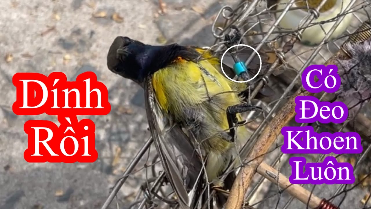 Bẫy chim ngày cận tết , cái kết tuyệt vời