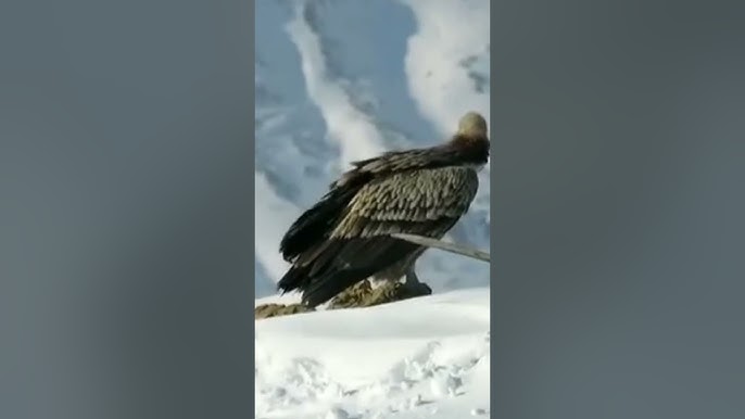 Абсолютті порно Секс порно және жыныстық қатынас кезінде орыс және басқа тілдерде сөйлесу қажет емес