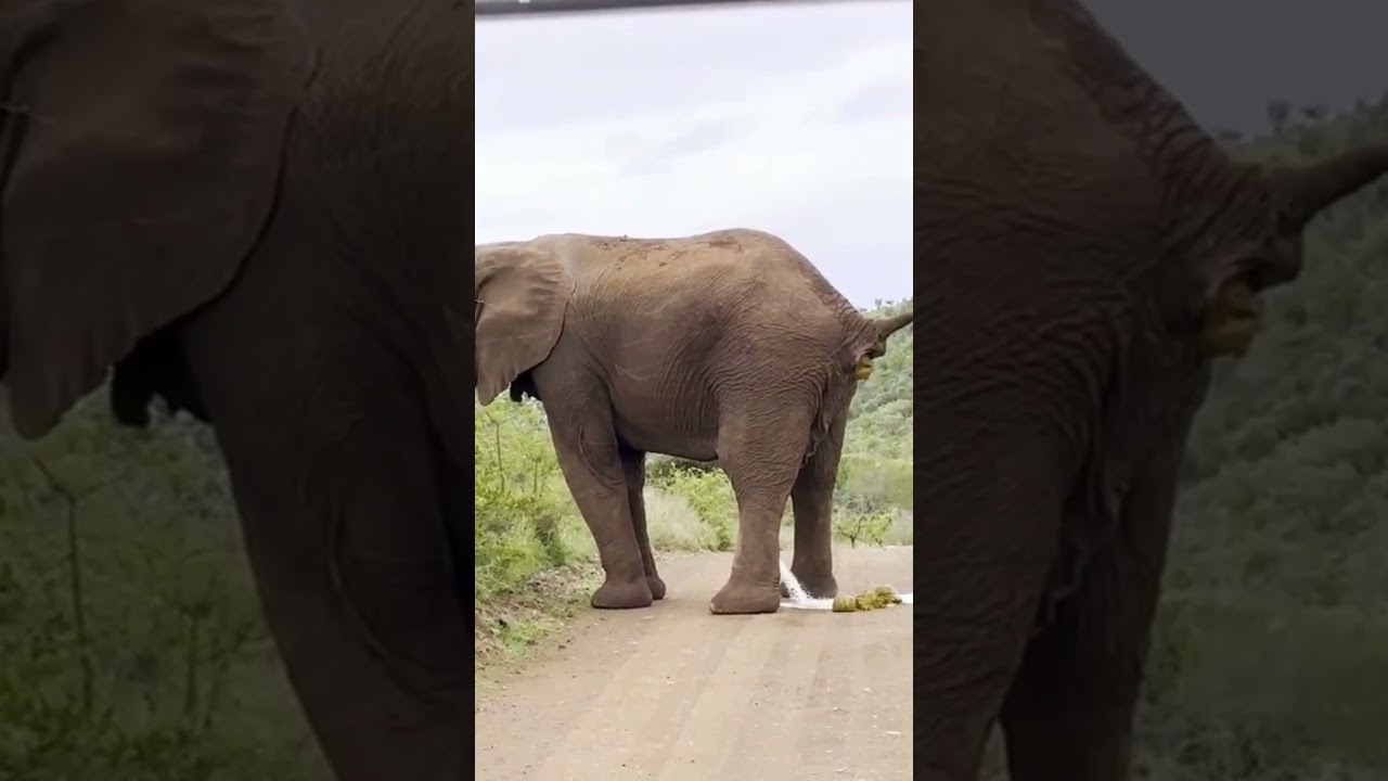 Yes, that is an elephant... yes, he may be going to the bathroom 🐘 #sailingfamily #safari