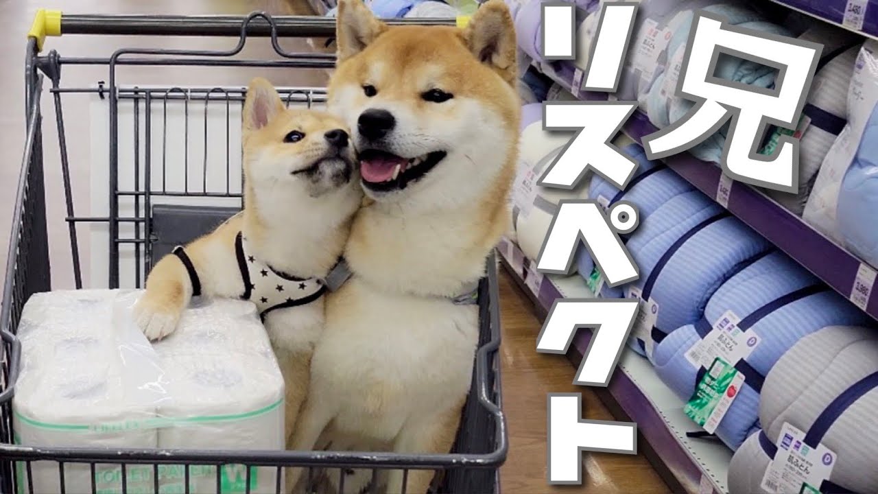This adorable little Shiba Inu respects her clever older brother