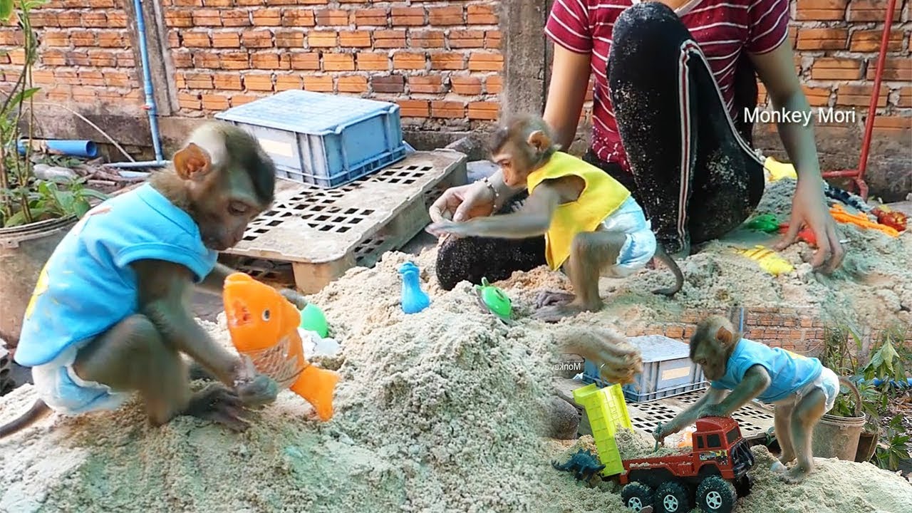 Baby Monkey Mori | Mori, Dodo And Mon Play Toy On Sand | Mori Dodo Much Happy