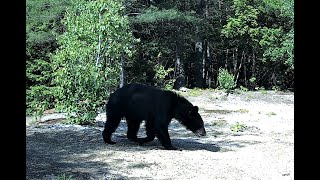 New Hampshire Trail Cam, June 2022 — Black bear, young buck and fox