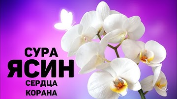 Сура Ясин سورة يس в месяц Рамадан,  сердца Корана, очень красивое чтение, слушать обязательно!