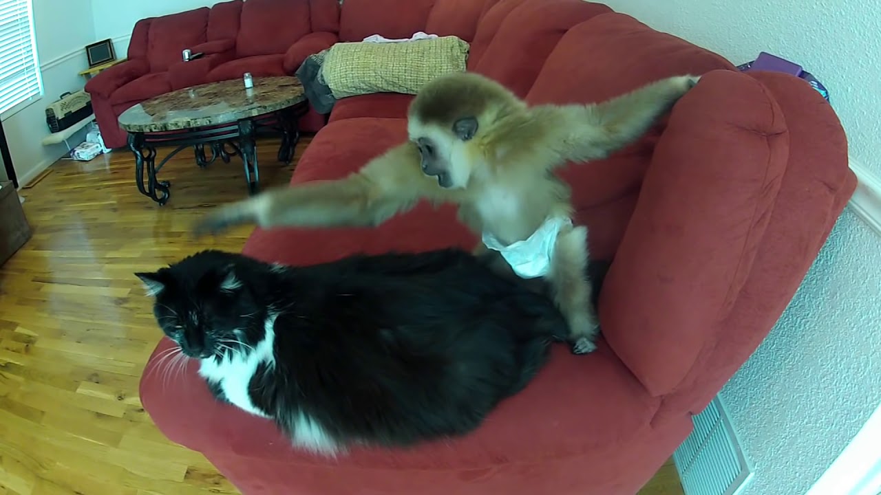 APEril and Chuck the cat MidwestTongs.Com