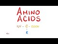 Amino Acids - What is their structure?  - Biochemistry Series