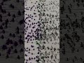 Ten thousand armies fighting on paper, war, Warring States, original animation