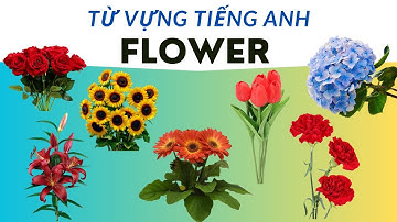 Từ Vựng Tiếng Anh Chủ Đề Các Loài Hoa | Flowers Name In English