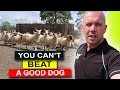 Weaning The Lambs.... Part 1 - Alan Clyde | FarmFLiX