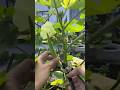 It’s Okra Planting Season! Grow Fresh &amp; Healthy at Home 🌱✨ #shorts #vairal