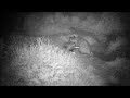 Badgers come out, 6th May 2022