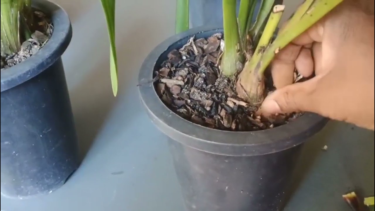 PREPARANDO MEUS CYBIDIUMS PARA FLORAÇÃO 