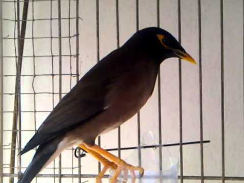 Burung Jalak Nias Berkicau YouTube Burung Jalak Nias Berkicau YouTube