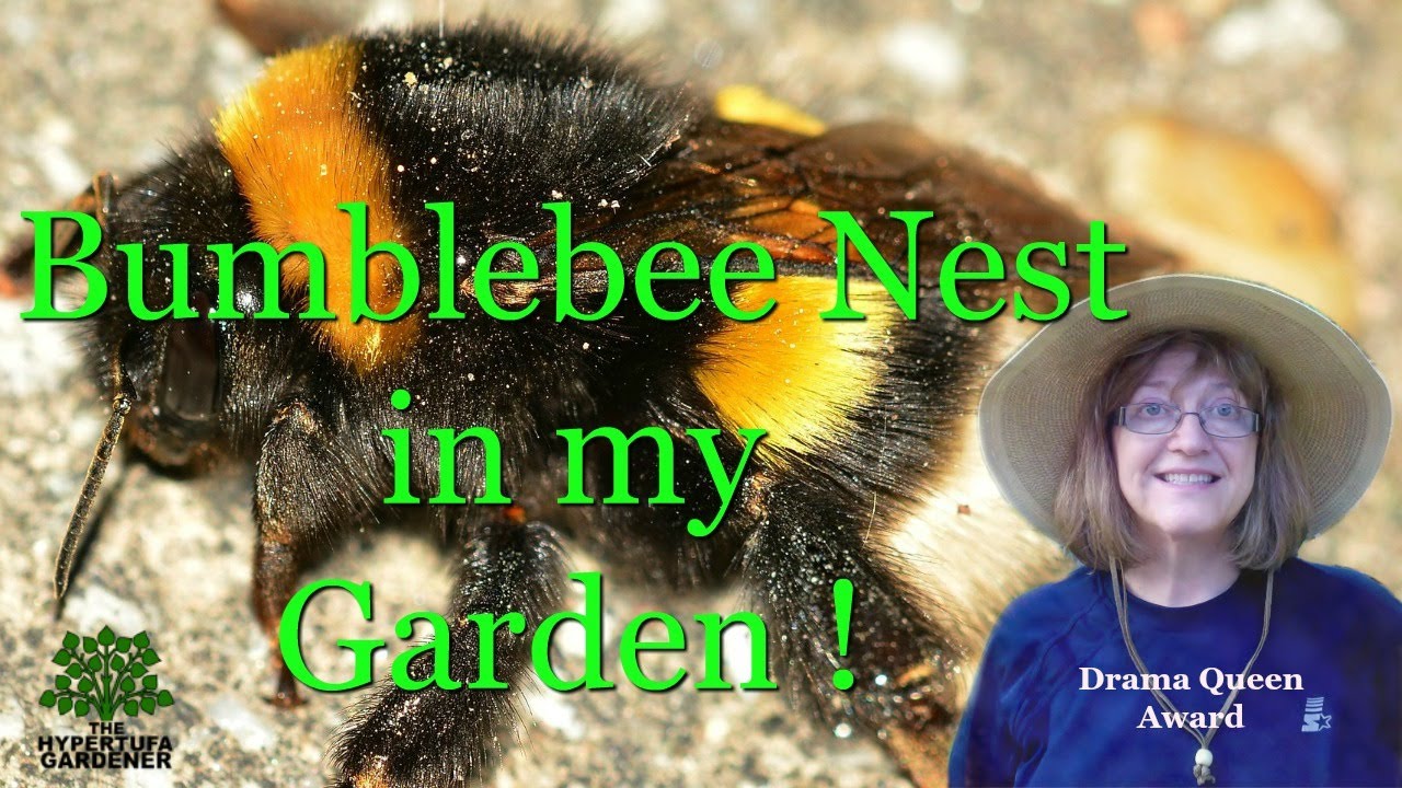 Bumblebee Nest In My Garden Youtube