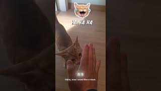 #감자아빠회사간다#고양이#길냥이구조#길고양이#cat#길냥이#고양이일상#반려묘#고양이영상#고양이집사#고양이새끼#고양이훈련#고양이간식#고양이출산#새끼고양이#새끼#baby#애완동물