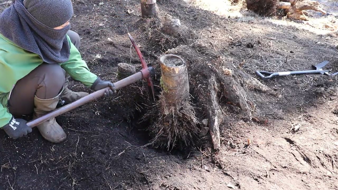 元竹藪整地101｜厄介な場所の竹株…蹴り連発で絶対に抜くよーーー！
