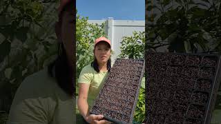 how to grow a lot of herbs from seed #herbs #heirloomseeds #herbgarden #homegrown #garden #seeds