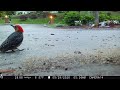 Red Bellied Woodpecker Feeding