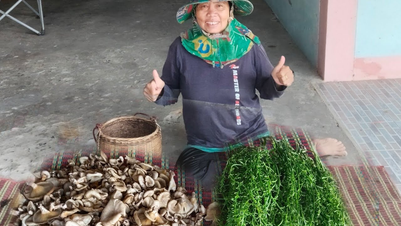 ฝนตกปับเห็ดออกทันทีเห็ดบดเห็ดลมต่อไปกะลุ้นเห็ดผึ้งแดงหมานเห็ดบดหมานผักเด้อจ้ามื้อนี้ 2.มี.ค.69