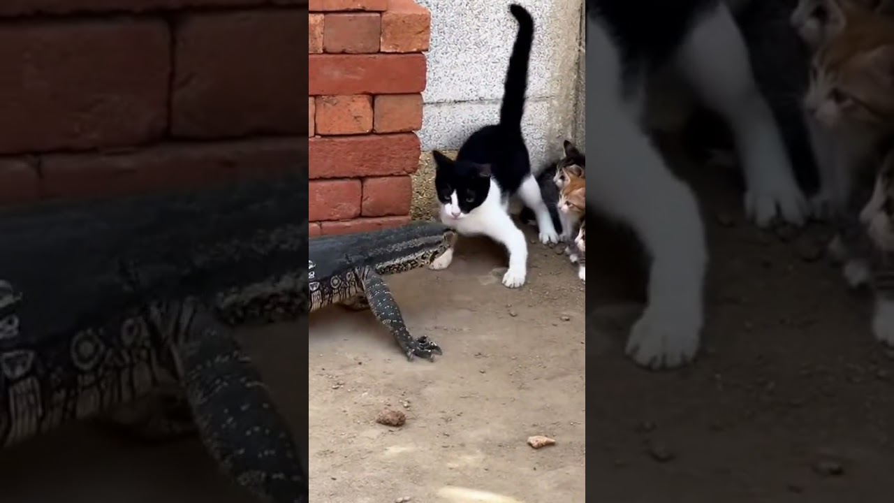 Tiny Cat Takes On Massive Lizard to Save Her Babies 