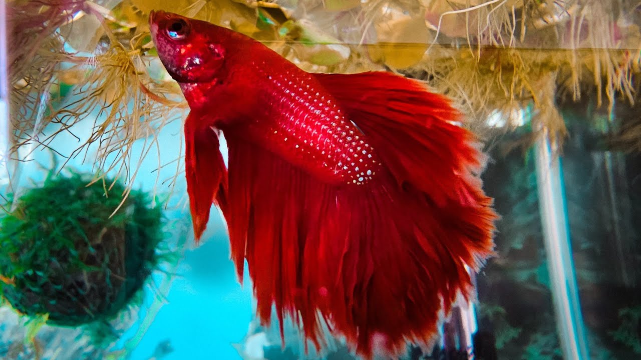 Upgrading My Betta Fish Tank!!!