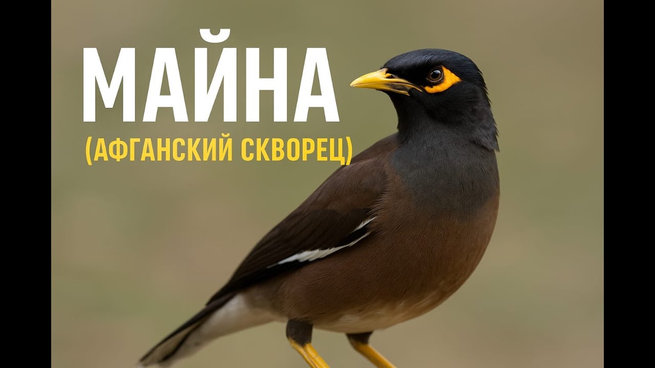 Майна, афганский скворец. 
