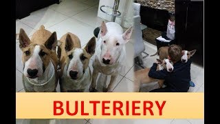 Bulterier Przyjacielski I Rodzinny Czy Agresywny ???