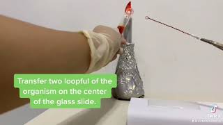 Preparation of Bacterial Smear from Liquid and Solid Media Practical 3 Smear Preparation From Solid Media