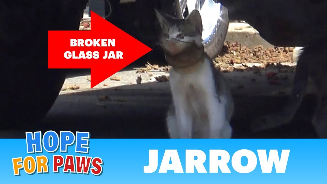 A broken jar over this cat's head almost killed him!