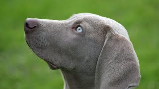 Discover the Grace and Elegance of Weimaraner Dogs  Ultimate Breed Guide!