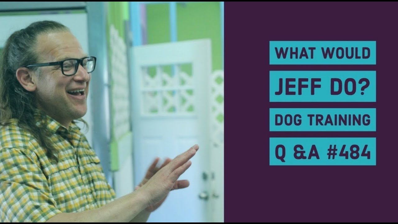 dog trainer in delhi Dog rushes doors | Stop Dog fights | What Would Jeff Do? Dog Training Q & A #484