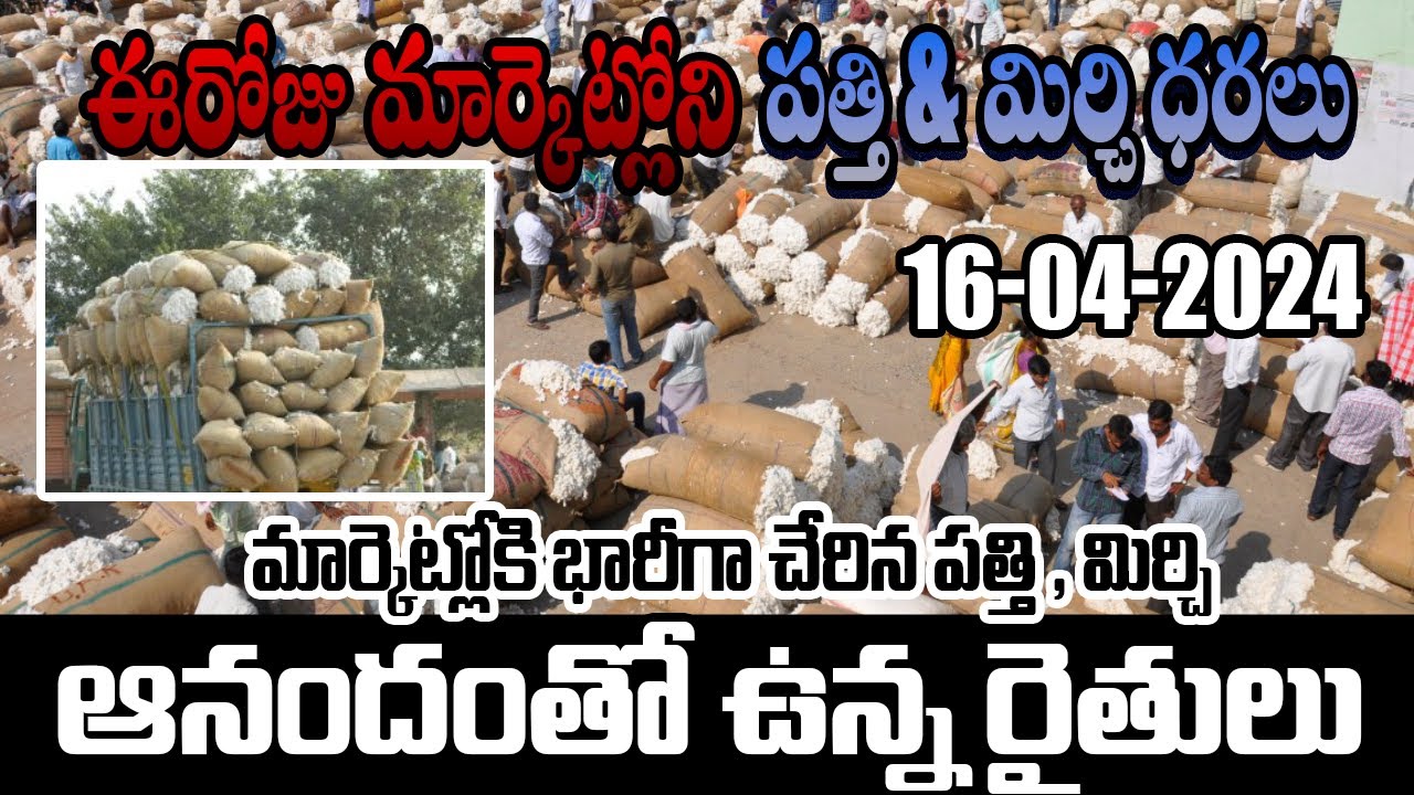 Today Warangal Market & Khammam Market /Mirchi /telangana warangal 