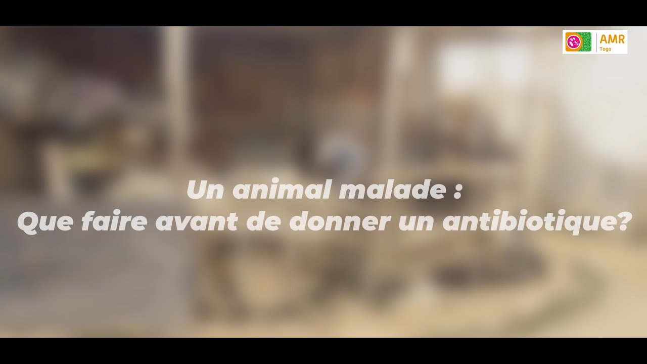 Quand un animal d’élevage est malade, que faire avant de donner un antibiotique ?