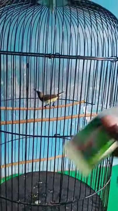 SOGON TEMBAKAN NGERI, JEDA RAPET. . .PSI_JEMBER