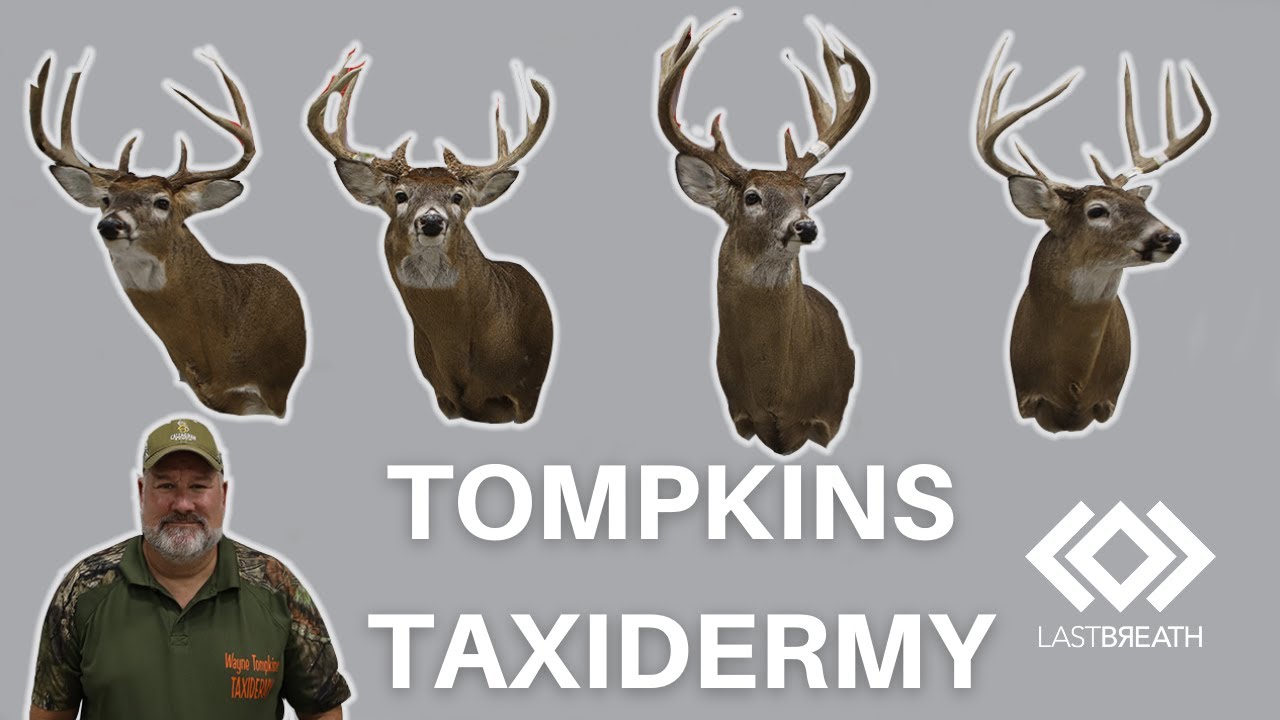 Building a Taxidermy Business From the Ground Up: Tompkins Taxidermy -  YouTube