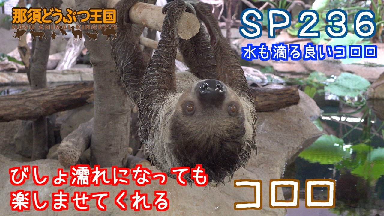 SP236 びしょ濡れになっても楽しませてくれるナマケモノ（コロロ