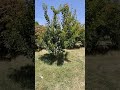 نتيجة غرس شجرة المشمش بعد 5 سنوات مشاء الله مشمش Nature طبيعة نتيجة غرس شجرة المشمش بعد 5 سنوات مشاء الله مشمش Nature طبيعة